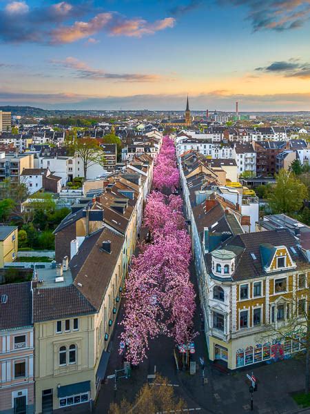 Wall Art | Cherry blossoms in Bonn