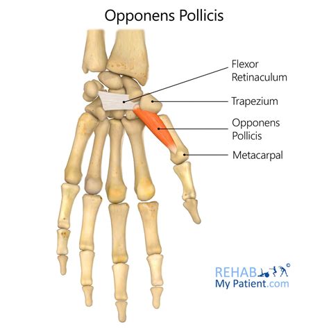 Opponens Pollicis | Rehab My Patient