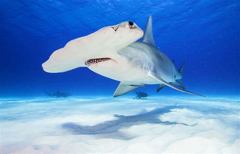 Fun Facts About Hammerhead Sharks for Kids : sharks