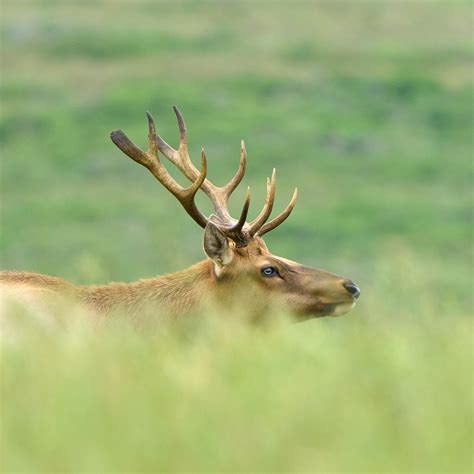 Tule Elk With Unshed Antlers - Jacques Fortier Photography