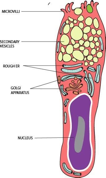 What is the function of a goblet cell?