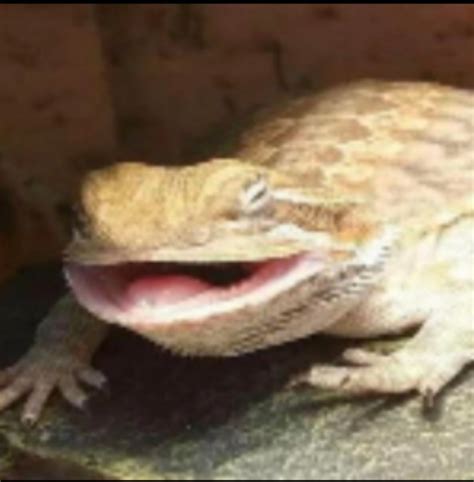 Lizard Meme Face - img-Baback