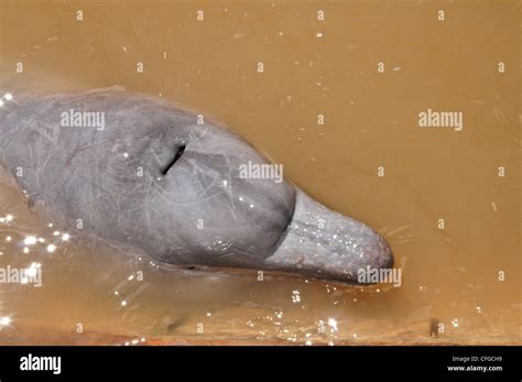 Baby river dolphin hi-res stock photography and images - Alamy