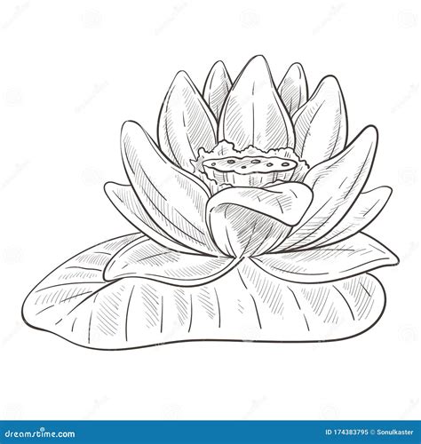 Flower Sketch, Lotus Blossom and Leaf Isolated Pencil Drawing Stock Vector - Illustration of ...