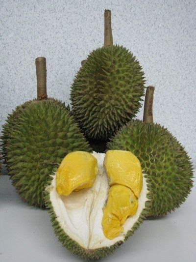 Durian Fruit Smell Description - Twin Fruit