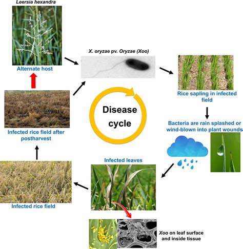 Frontiers | Deployment of Genetic and Genomic Tools Toward Gaining a ...