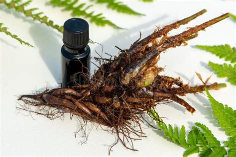 Extract from Leaves, Stems and Roots of Wood Fern, Dryopteris ...