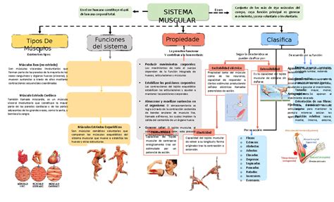 View Mapa Conceptual Del Sistema Muscular Images Nueva | The Best Porn ...