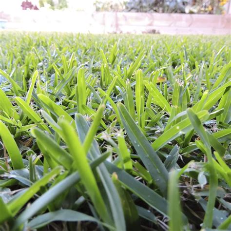 Buy Buffalo Grass Bouteloua Dactyloides Warm-Season Perennial Grass Low ...