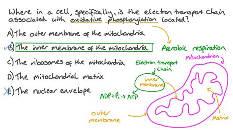 Question Video: Stating the Location of the Electron Transport Chain in ...