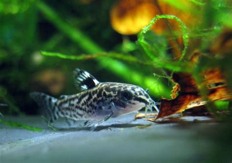 Cory Catfish 101: Care, Types, Food, Tank Info, & More