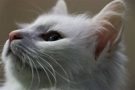 Turkish Van Cat Personality and Care | ASPCA Pet Health Insurance