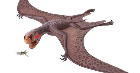 Pterosaur: Jeholopterus ningchengensis | AMNH