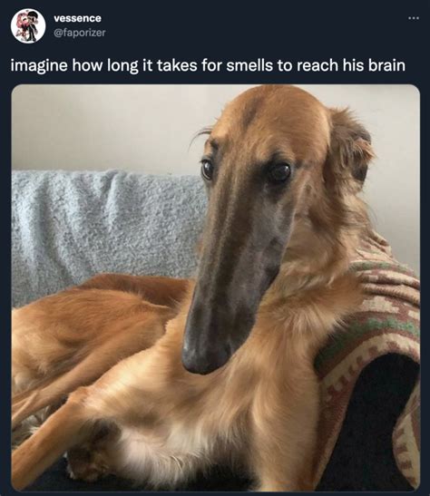 imagine how long it takes for smells to reach his brain | Borzoi / Long Nose Dog | Know Your Meme