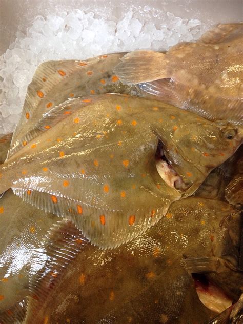 Plaice - Maximus Sustainable Fishing