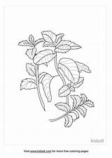 Free Mint Plant Coloring Page  Printables Kidadl sketch template