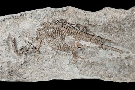This is the oldest fossil of a plesiosaur from the dinosaur era | New Scientist