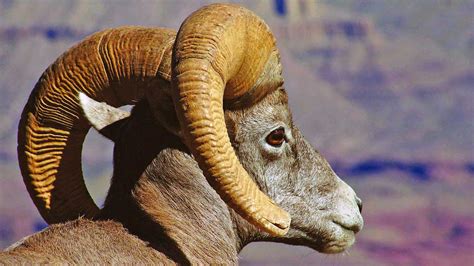 Bighorn Sheep - Grand Canyon National Park (U.S. National Park Service)