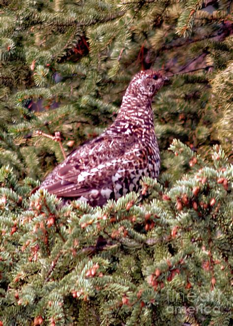 A Fall Camouflaged Ptarmigan Photograph by Denise McAllister - Fine Art America