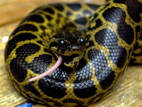 27 Interesting Facts About Anacondas - Embora Pets