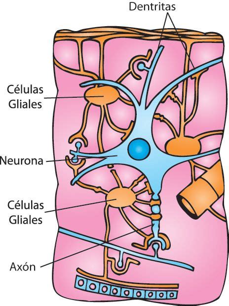 El sistema nervioso humano: las células nerviosas - Escolar - ABC Color