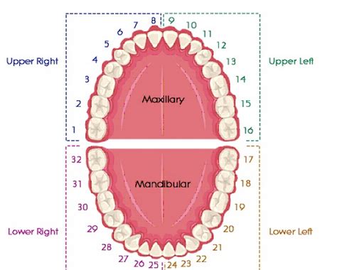 Tooth Numbering System - Focus Dentistry