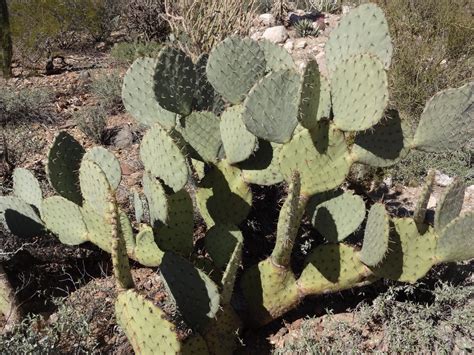 Math, Science, and Technology Blog: Common Arizona Cacti