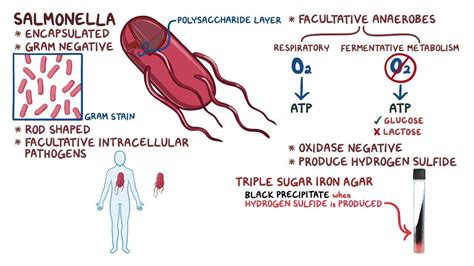 Salmonella Bacteria Gram Stain | Hot Sex Picture