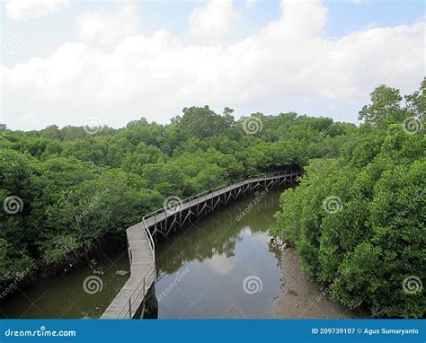 The Mangrove Forest from Bird View Stock Image - Image of mangrove ...