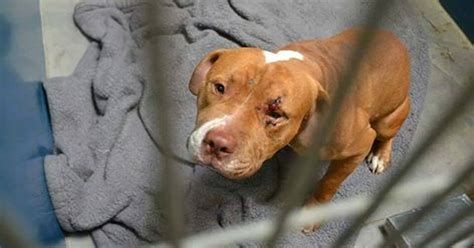 Knox County Animal Shelter Vincennes Animal Shelter - zharaphotography