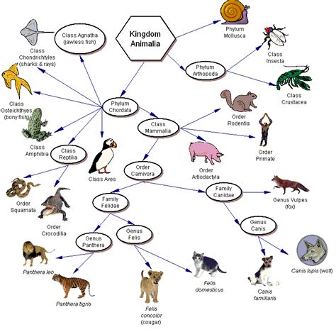 Evolution & Taxonomy