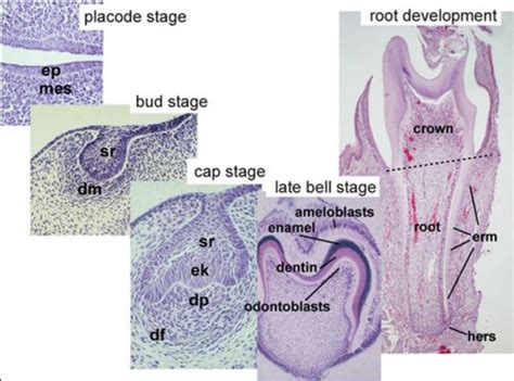 Dentosphere : World of Dentistry: MCQs on Oral Histology - Development and Growth of Teeth