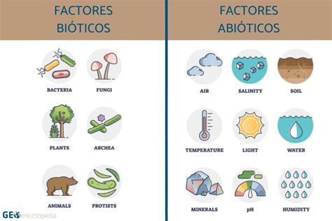 Factores Bioticos Y Abioticos Definicion Y Ejemplos Ristas | Porn Sex Picture