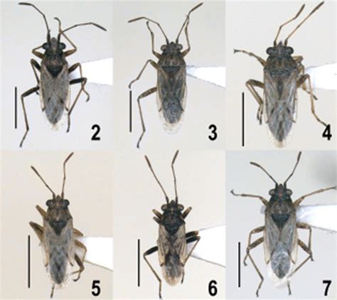 Revision of the lygaeid genus Nysius (Heteroptera: Lygaeidae ...