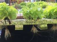 Plants For Aquaponics (9 Best Types Of Plants For Aquaponics) – greenupside