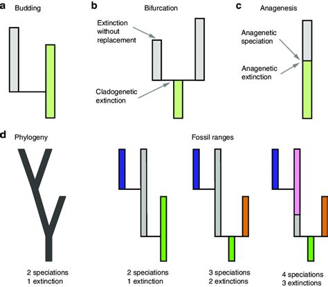 Speciation modes reflecting the difference in phylogenetic and ...