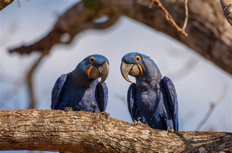 Pantanal Photo Tour - Photo Tours — Photo Tours