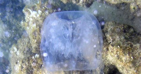 Box Jellyfish Image Gallery