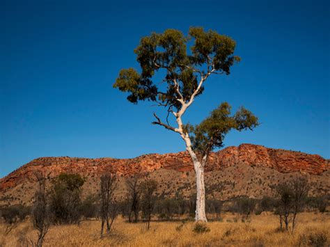 15 Magnificent Gum Trees (Eucalyptus) With Pictures