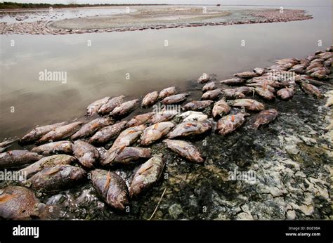 Dead fish in the Salton Sea, killed by low oxygen levels due to pollution in the New River Stock ...