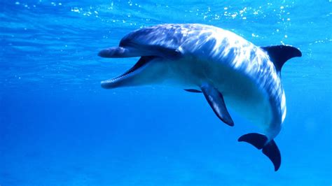 Video of couple awkwardly swimming with a frisky Dolphin is going viral.