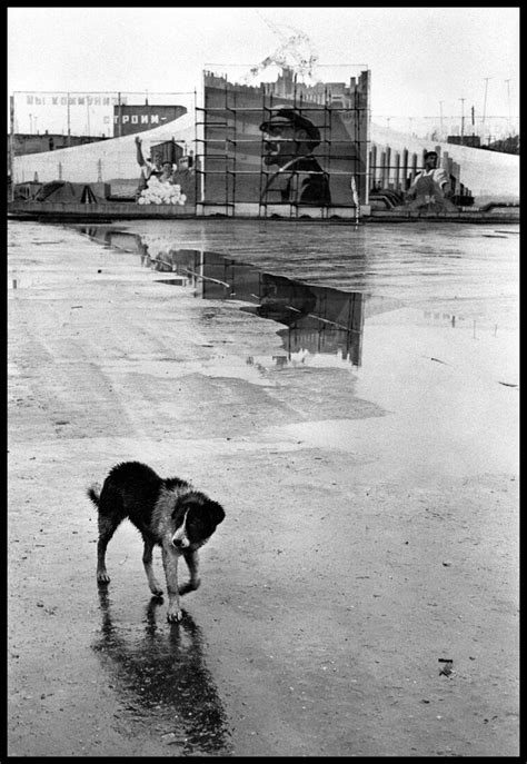 1000+ images about Elliott Erwitt _ dogs on Pinterest