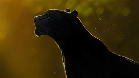 3840x2160 Free Spirit Black Panther 4k 4K ,HD 4k Wallpapers,Images,Backgrounds,Photos and Pictures