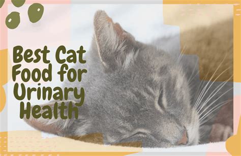 Best Cat Food for Urinary Health - OliveKnows