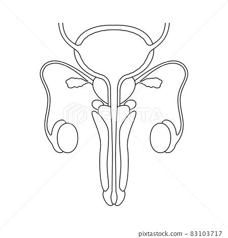 Male reproductive system in line style.... - Stock Illustration [83103717] - PIXTA