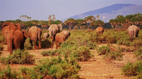 Why Kenya National Parks Should Be on Your Bucket List — Acanela ...