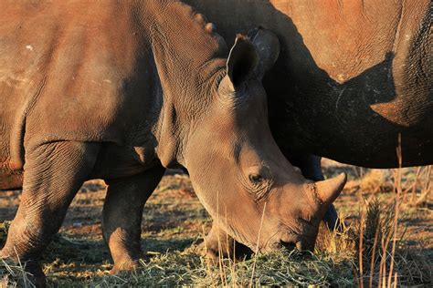 Baby White Rhinoceros Free Stock Photo - Public Domain Pictures