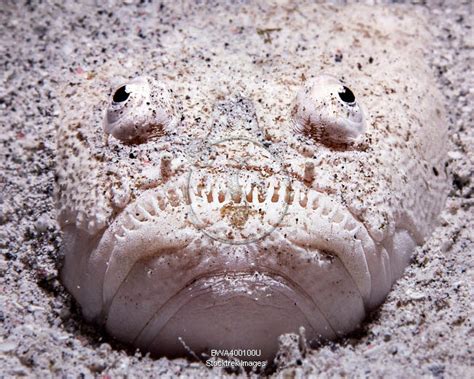 Stargazer fish (Uranoscopidae) sits buried in the sand waiting for prey ...