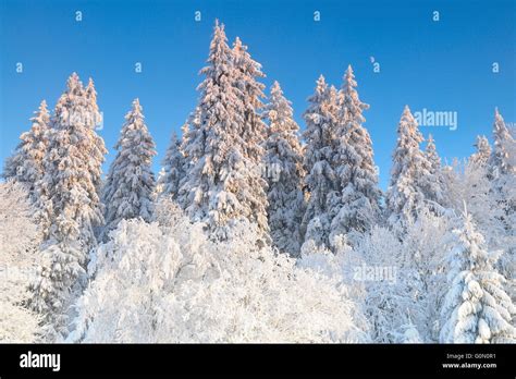 Snowy spruce trees in winter Stock Photo - Alamy