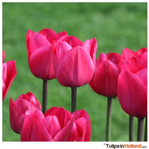 Pink tulips - Tulips in Holland